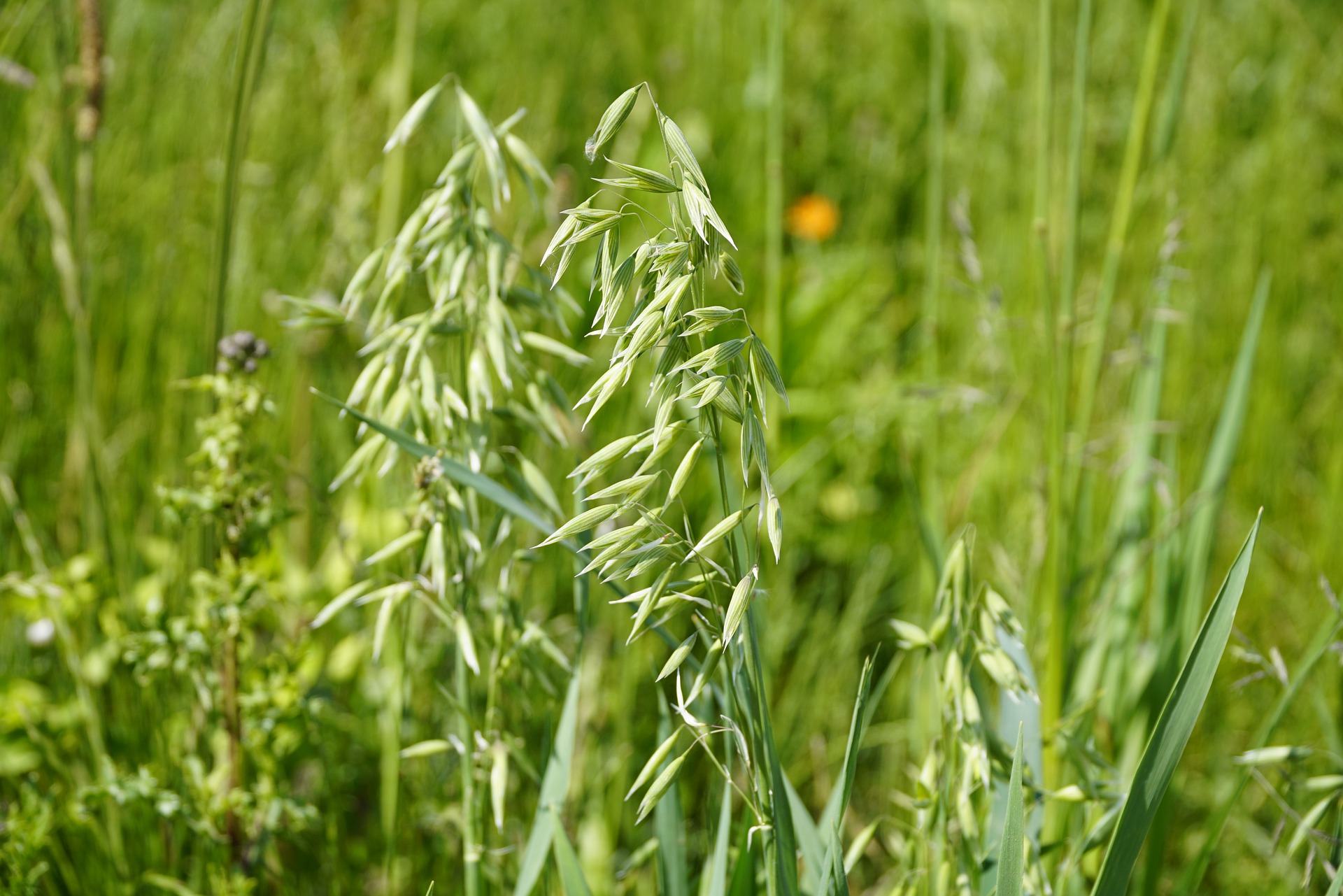 sow-your-wild-oats-owl-dictionary