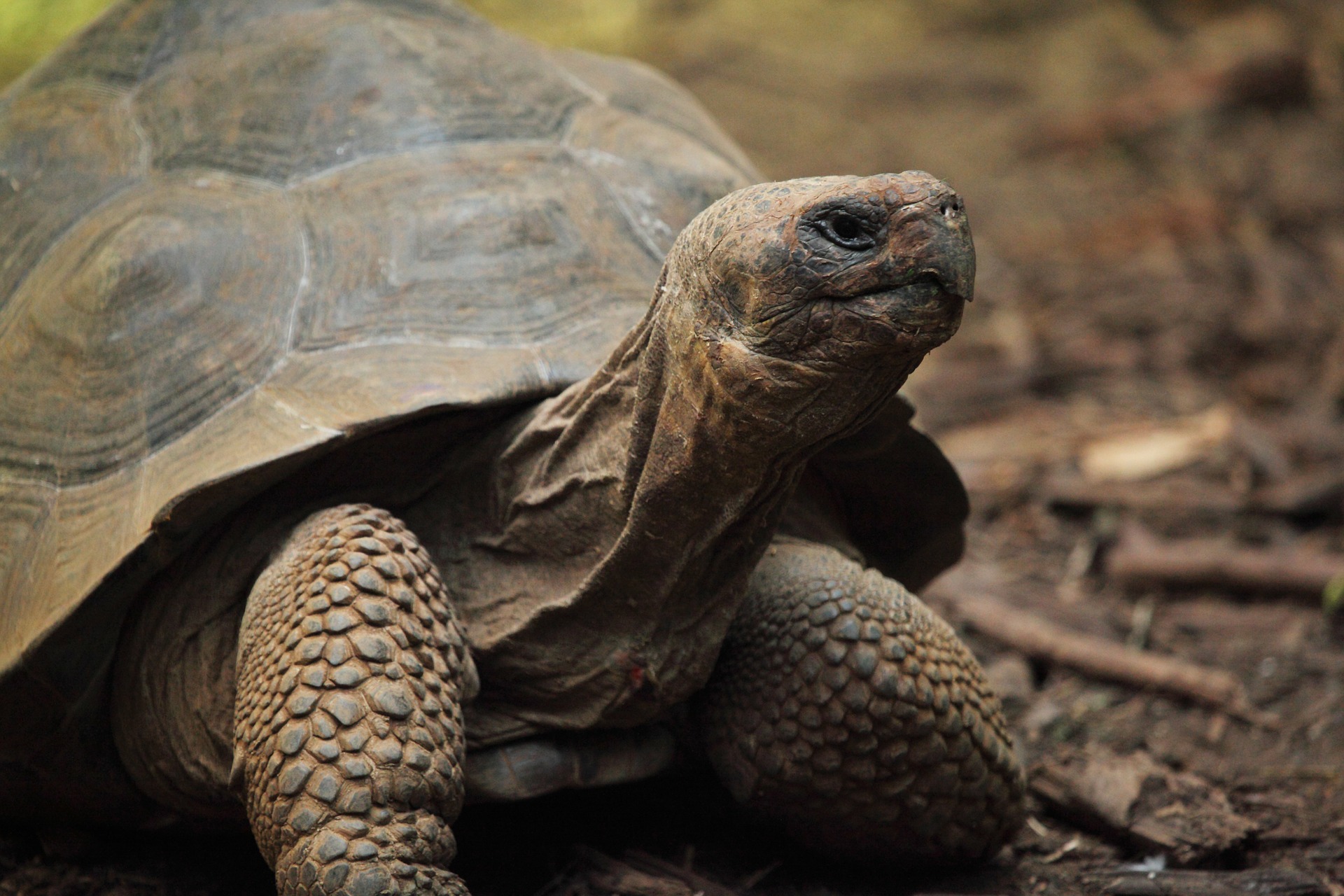 Turtle Vs Tortoise” 육지거북, 바다거북이 – Owl Dictionary