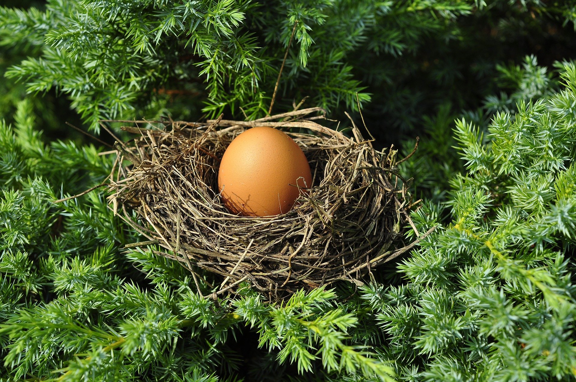 have-egg-on-your-face-owl-dictionary