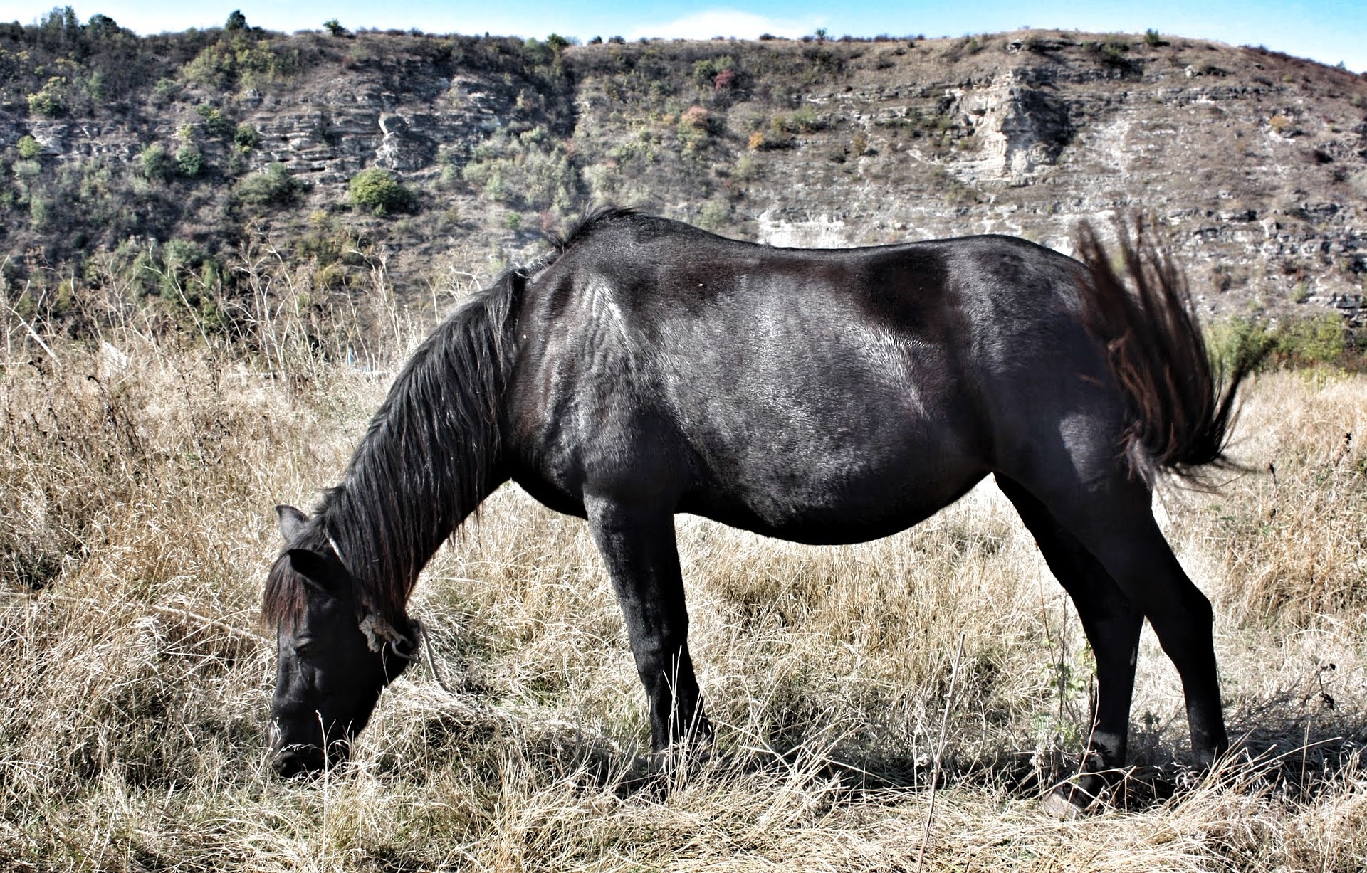 Dark Horse Meaning In Spanish