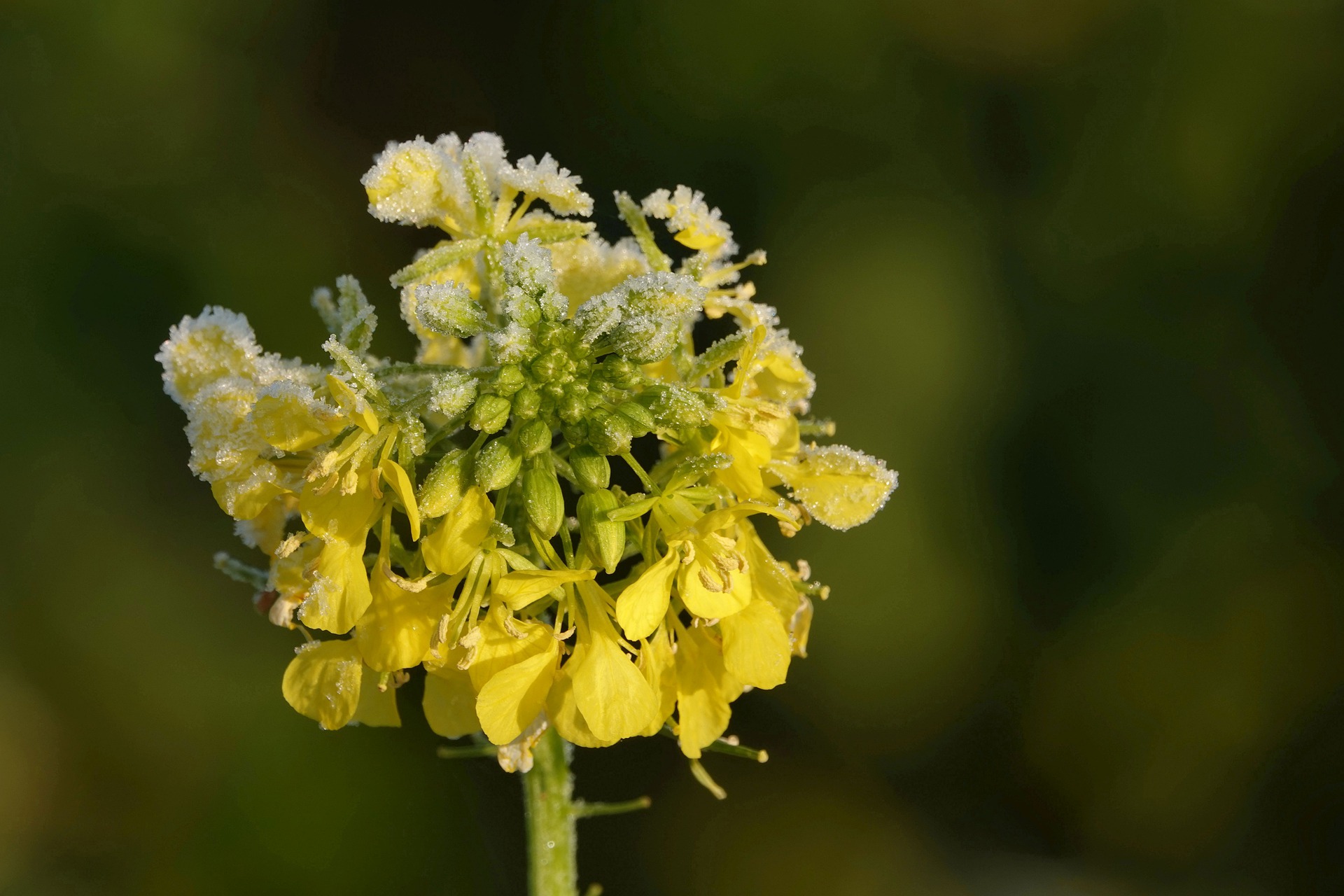 as-keen-as-mustard-owl-dictionary