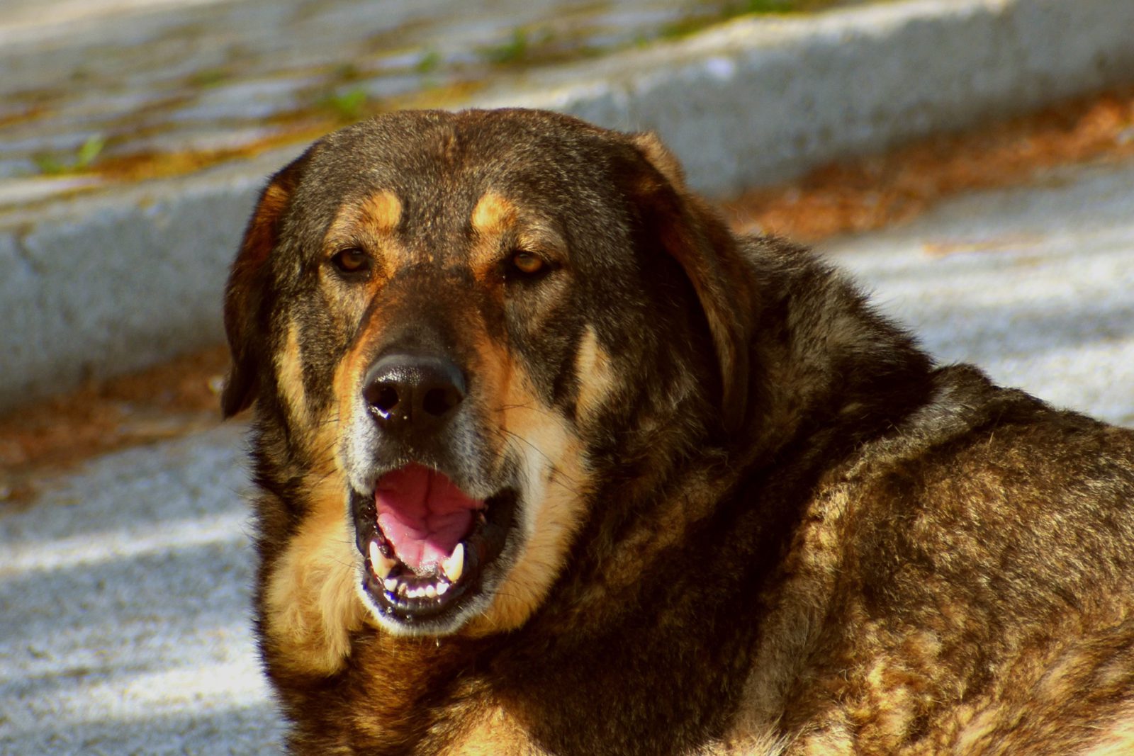  Barking Dogs Seldom Bite OWL Dictionary