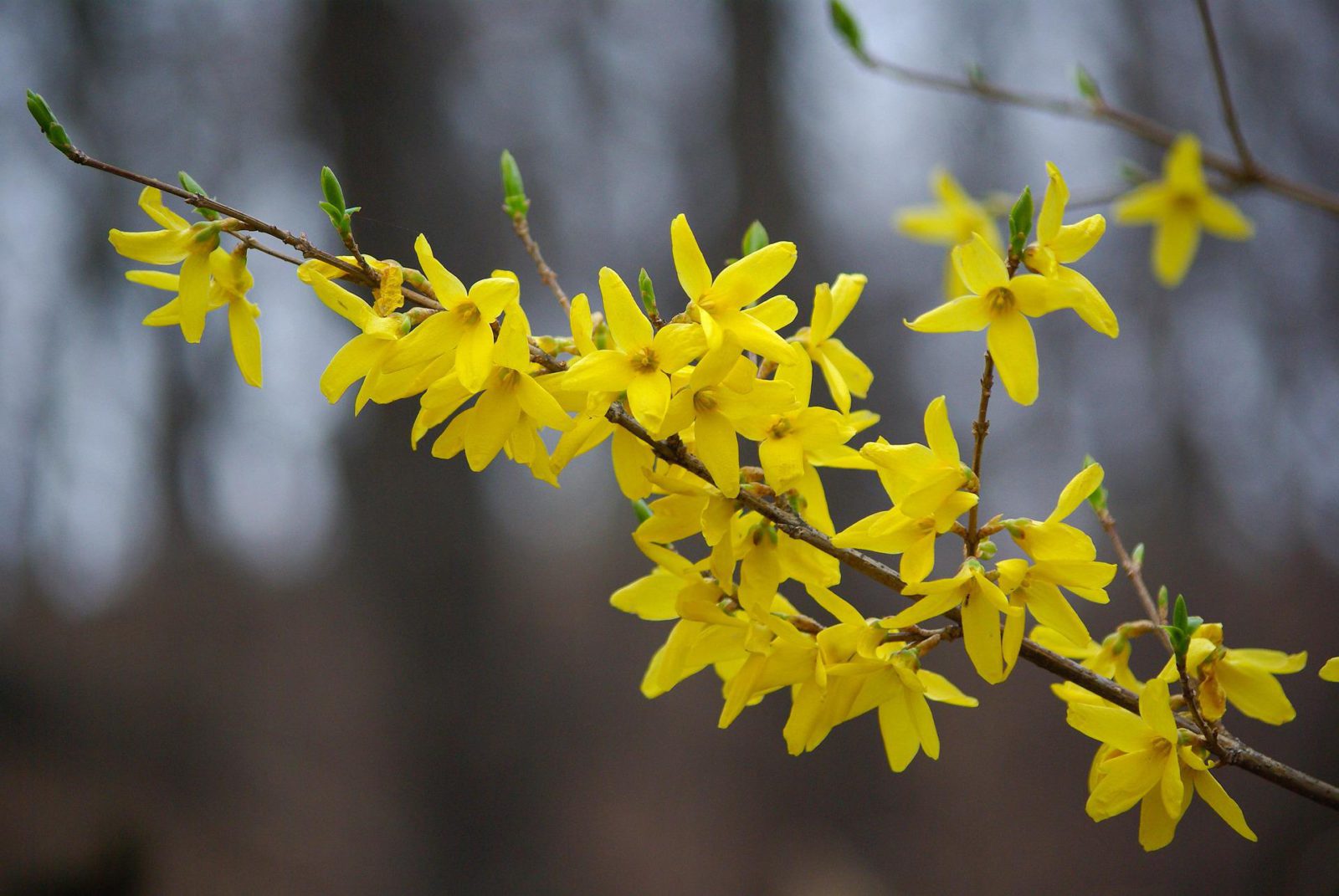 forsythia-owl-dictionary