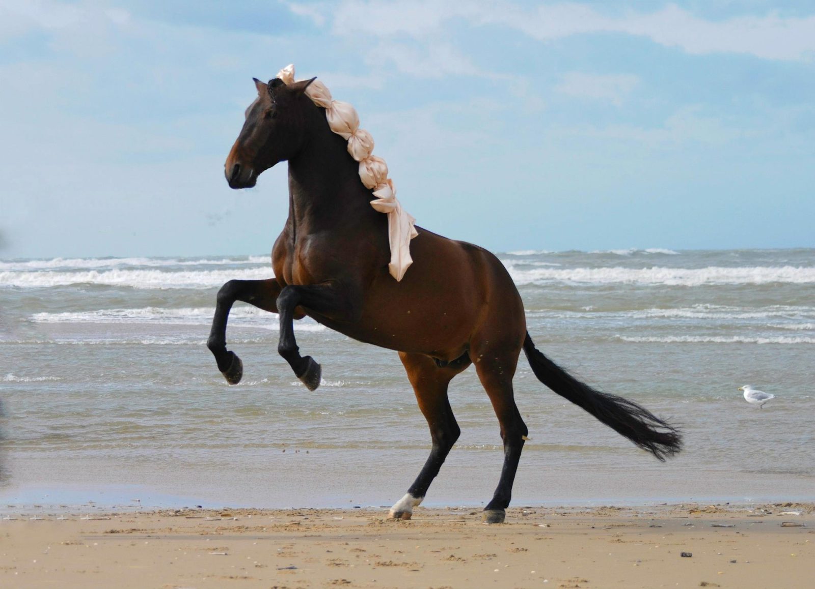 Prance (과장되게 뽐내며) 활보하다 OWL Dictionary Prance (과장되게 뽐내며) 활보하다 OWL Dictionary
